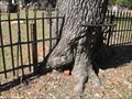 Image for Fence Eating Tree - Thomasville, Georgia