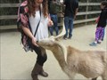 Image for Feed the Goats - Family Farm - San Francisco, CA