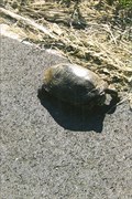 Image for Red Eared Slider Crossing - Warren County, MO