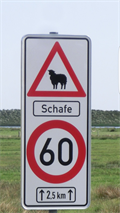 Image for Attention sheep crossing - Sylt/ Schleswig-Holstein/ Deutschland
