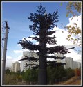 Image for Pine Tree Cell Tower - Ankara, Turkey