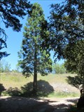 Image for Alpine Pond Sequoia Tree - Santa Clara County, CA