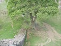 Image for Robin Hood Prince of Thieves.  Sycamore tree, Hadrian's Wall