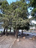 Image for Sequoia sempervirens - Dublin, CA