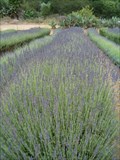 Image for Lavender Fields, Valley Center, CA