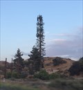 Image for Pine Tree - Beaumont, CA