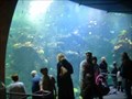 Image for Steinhart Aquarium: California Academy of Sciences - San Francisco, CA