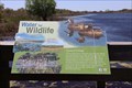 Image for Water for Wildlife -- Aransas National Wildlife Refuge, Austwell TX USA