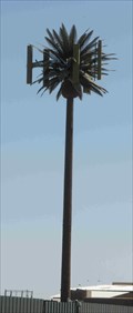 Image for Talking Palm Tree (Litchfield Rd & Hwy 85)