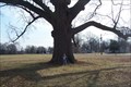 Image for Largest Cherry Bark Oak in Indiana