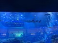 Image for LARGEST shopping mall aquarium - Dubai, UAE