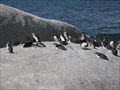Image for Boulders Penguin Colony, Simon's Town, South Africa