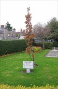 Image for Oak Tree - Our Lady of the Rosary church, Harold's Cross, Dublin