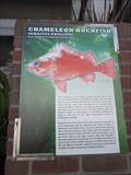 Image for Chameleon Rockfish - Monterey, CA