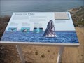 Image for Amazing Gray Whales  -  San Diego, CA