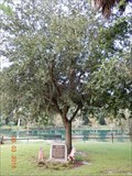 Image for Eugene Whelen Tree, Gemini Springs Park - DeBary, FL