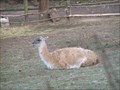 Image for Llamas in Klatovy, Klatovy, KT, CZ, EU