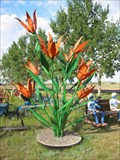 Image for Lillies - Maple Creek, SK