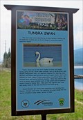 Image for Tundra Swan - McArthur Lake Wildlife Management Area - McArthur, ID