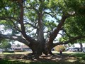 Image for Camphor Tree - Clearwater, FL