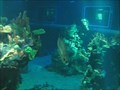 Image for The Living Seas Aquarium - Epcot, Disney World, FL