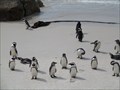 Image for Boulders Penguin Colony  -  Simon's Town, South Africa