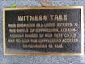 Image for Abraham Lincoln Witness Tree II - Gettysburg, PA