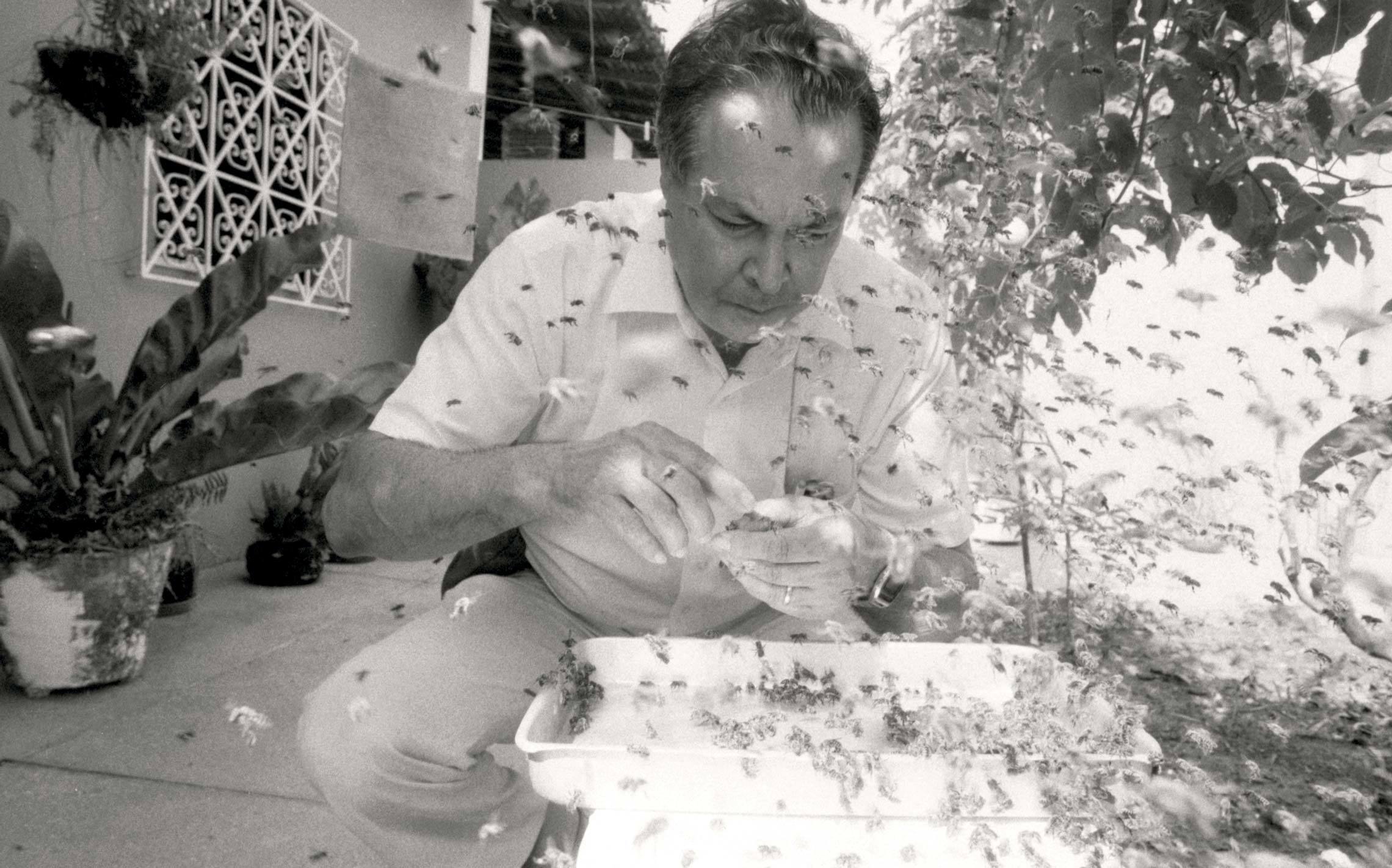 Esta antiga foto de 1986 mostra o Dr. Kerr realizando o manejo de abelhas sem ferrão na sua residência, em São Luiz - MA.