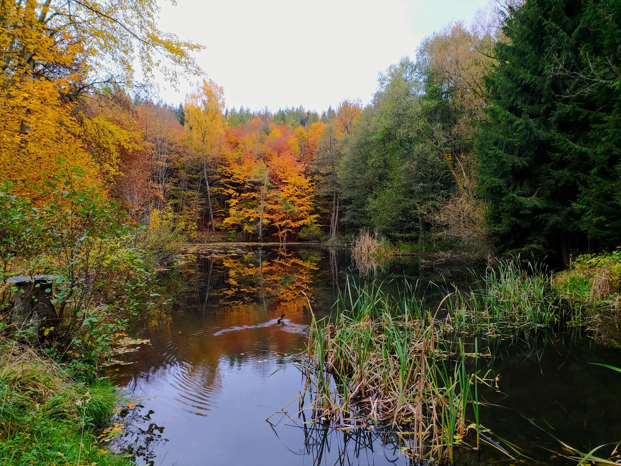 rybník Štrynclák na podzim