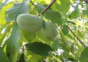 Immature fruit still on the tree