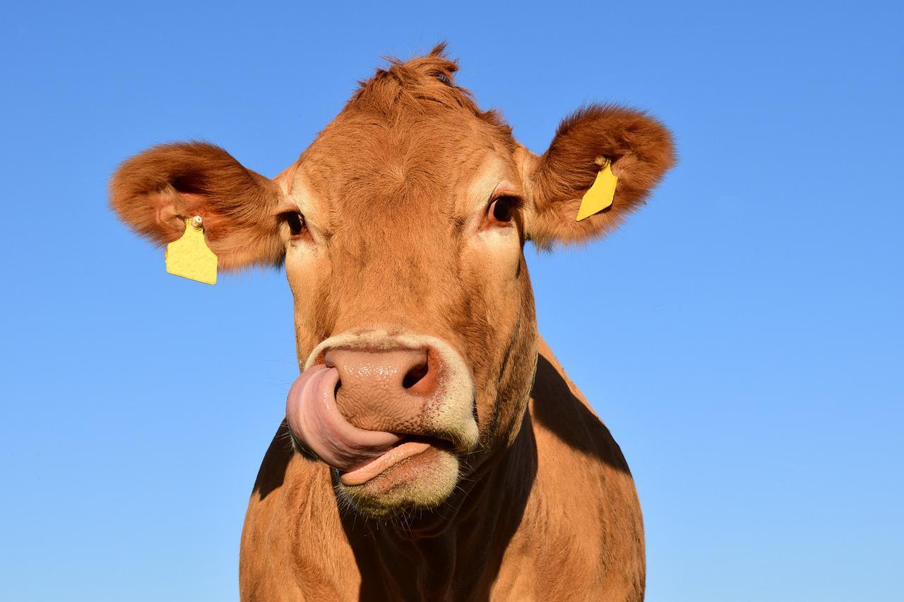 braune Kuh vor einem blauen Himmel, die sich mit der Zunge in der Nase bohrt