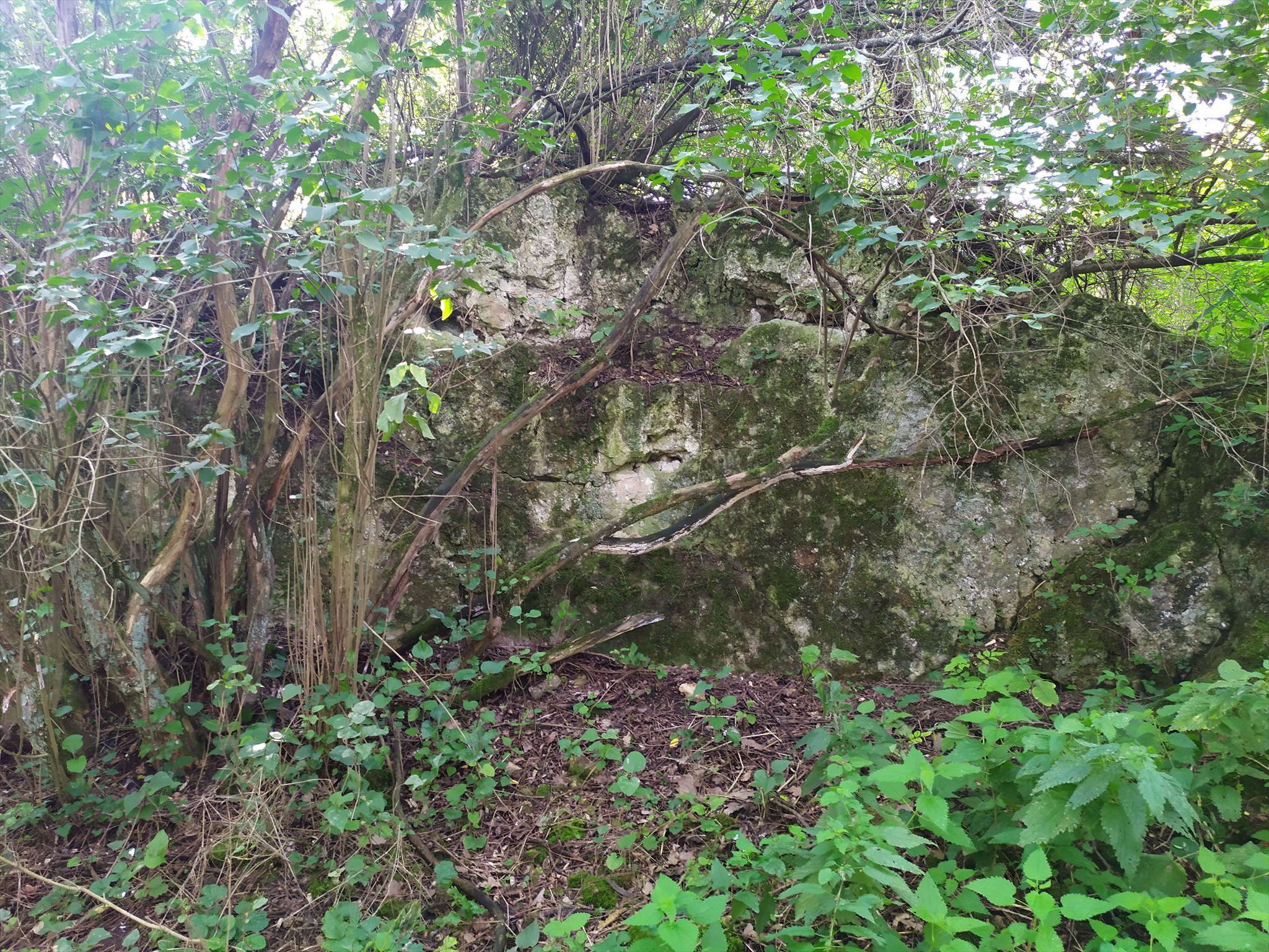 Pohled na část skalní stěny s prohlubní v níž je možné pozorovat zkameněliny