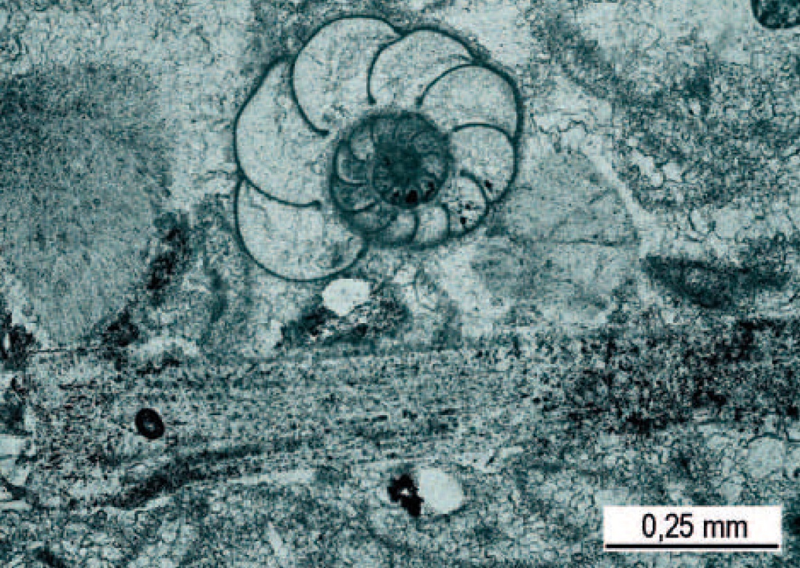 Fotografie výbrusu vzorku z lokality - Foraminifera, pod ní úlomek ostnu ježovky