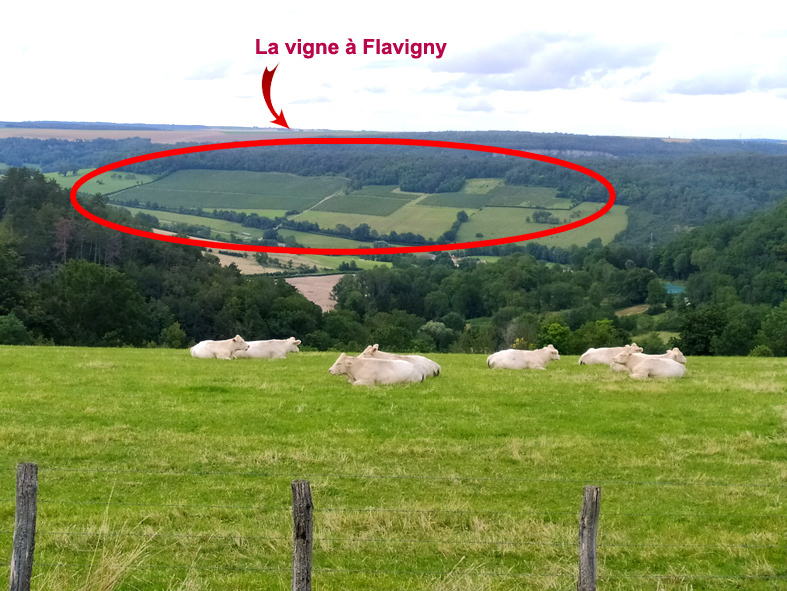 La vigne à Flavigny