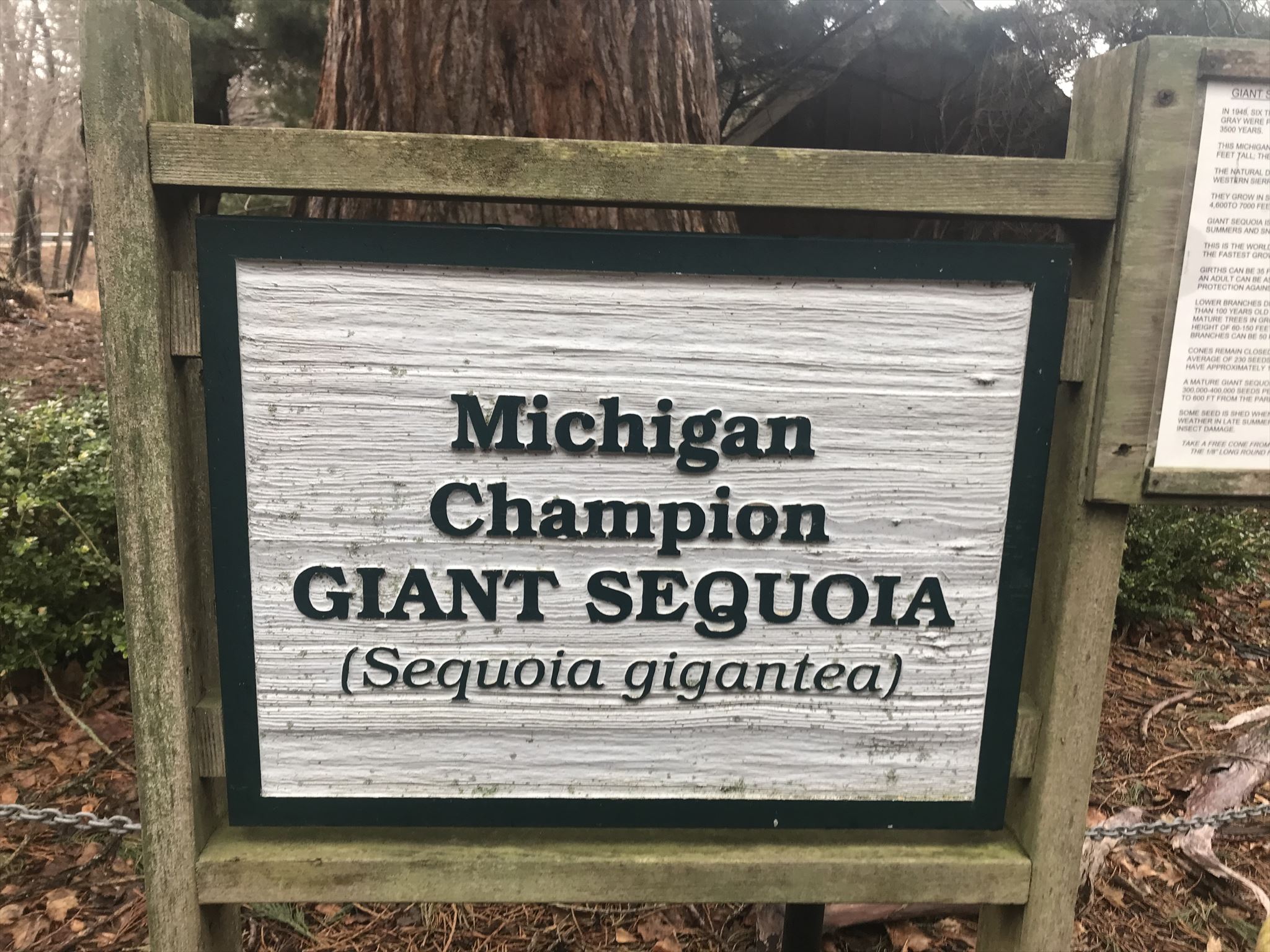 Michigan Champion Giant Sequoia Sign