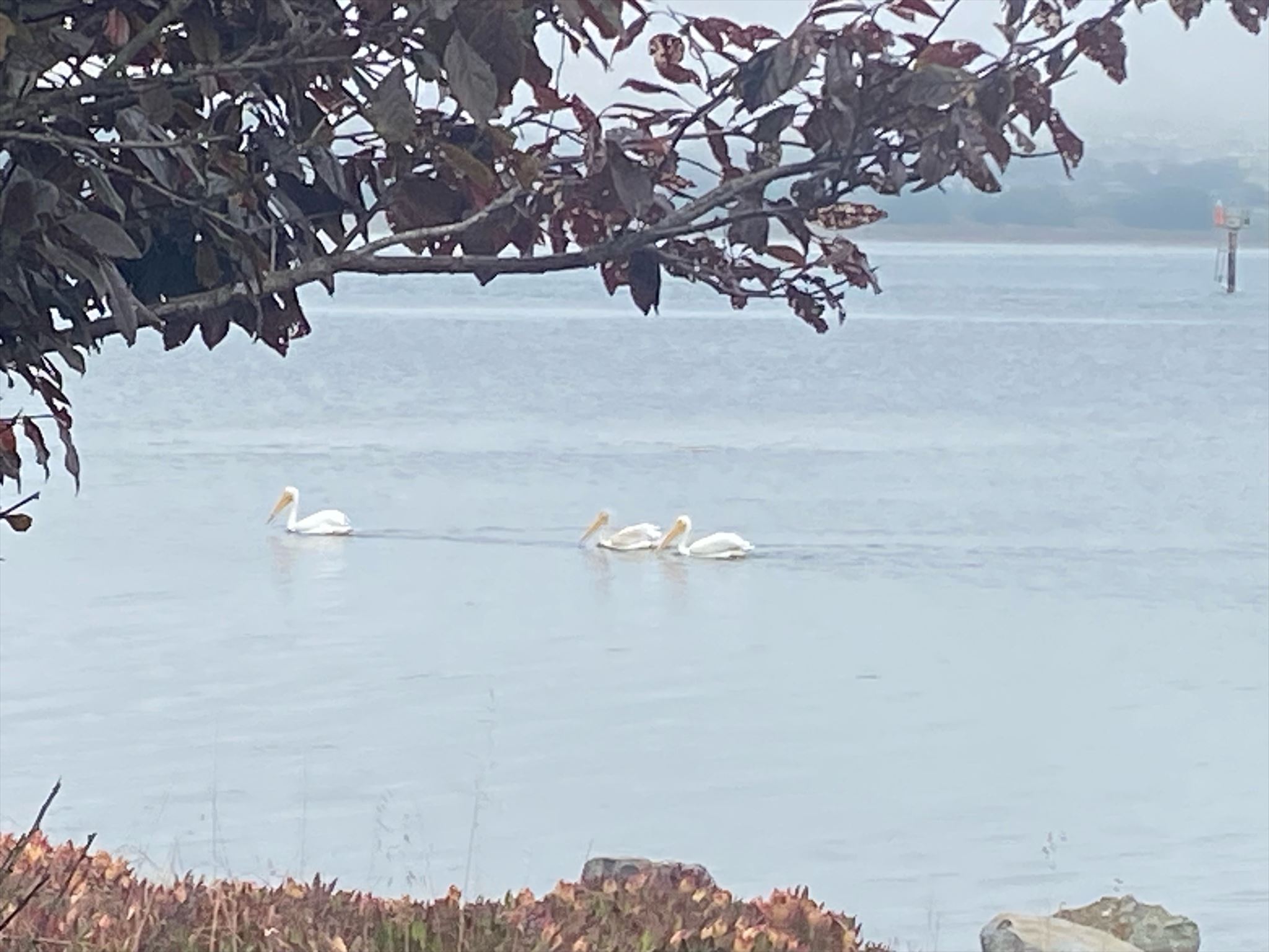 White pelicans on the Bay