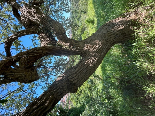 A árvore / The tree