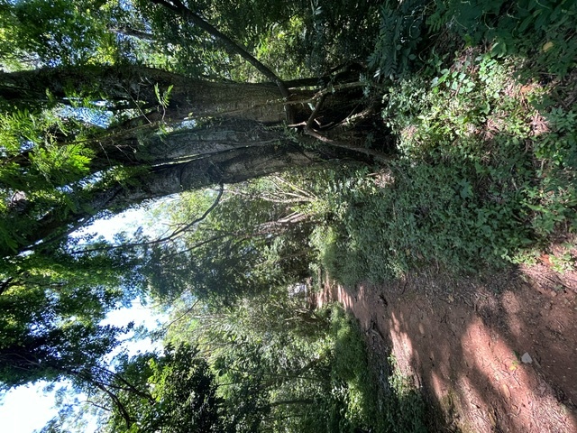 Àrvore à direita - Tree at the right side